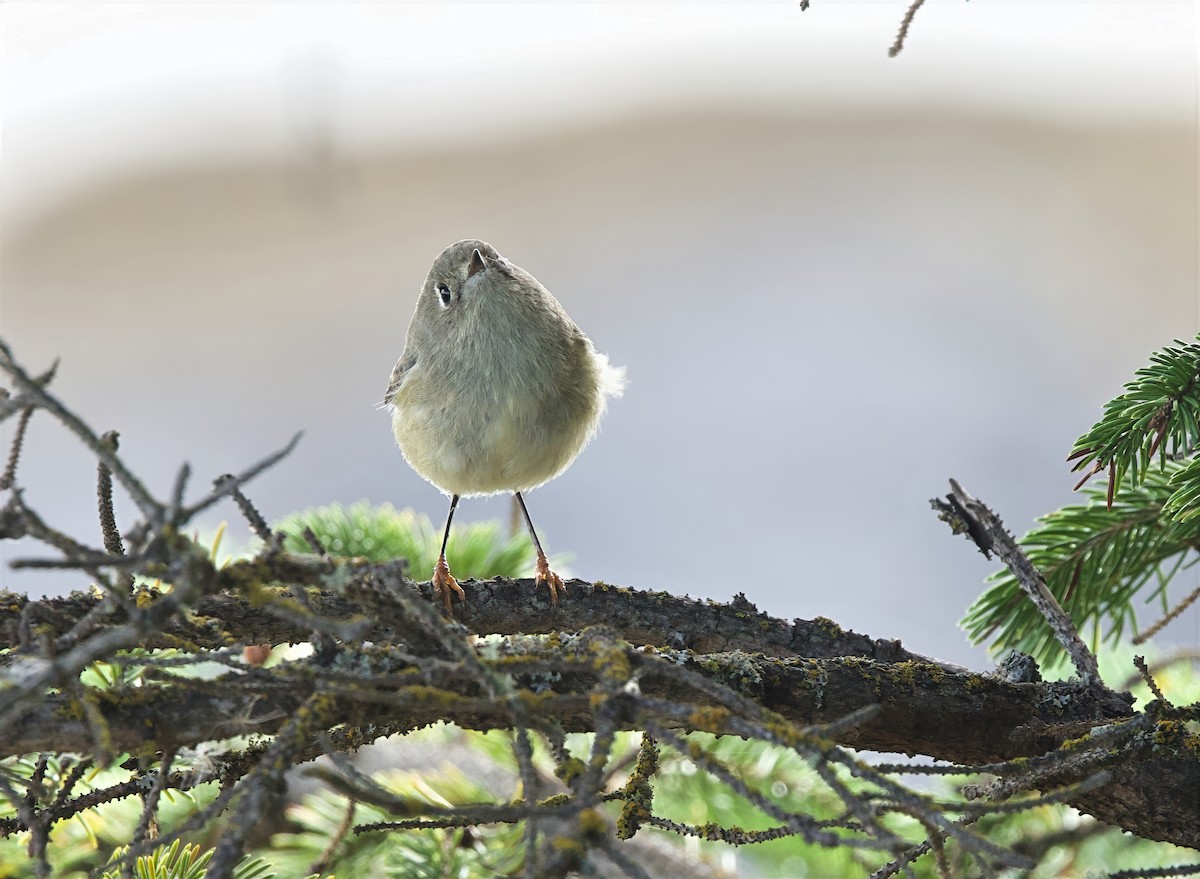 Ruby-crowned Kinglet - ML642121449