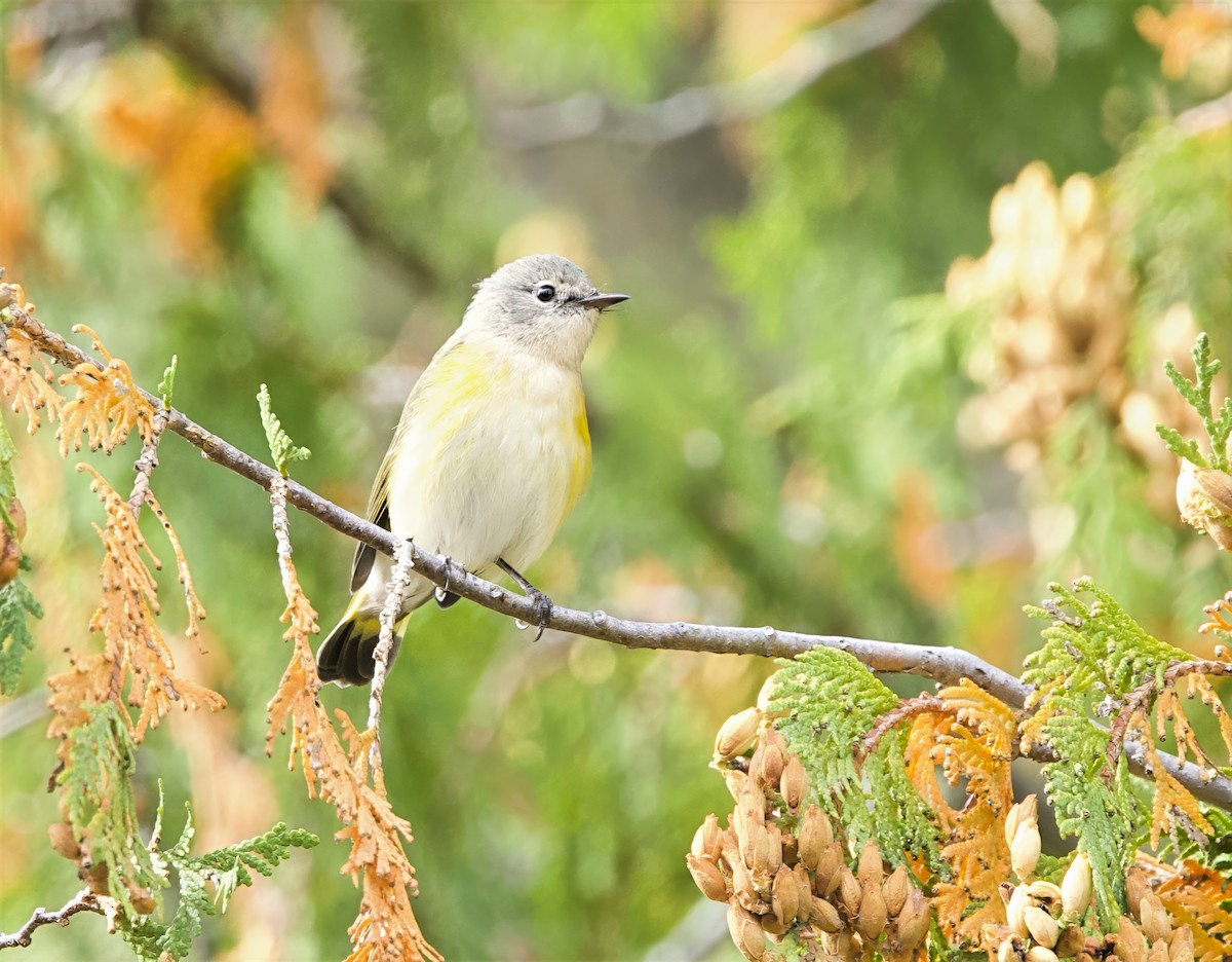 American Redstart - ML642121452