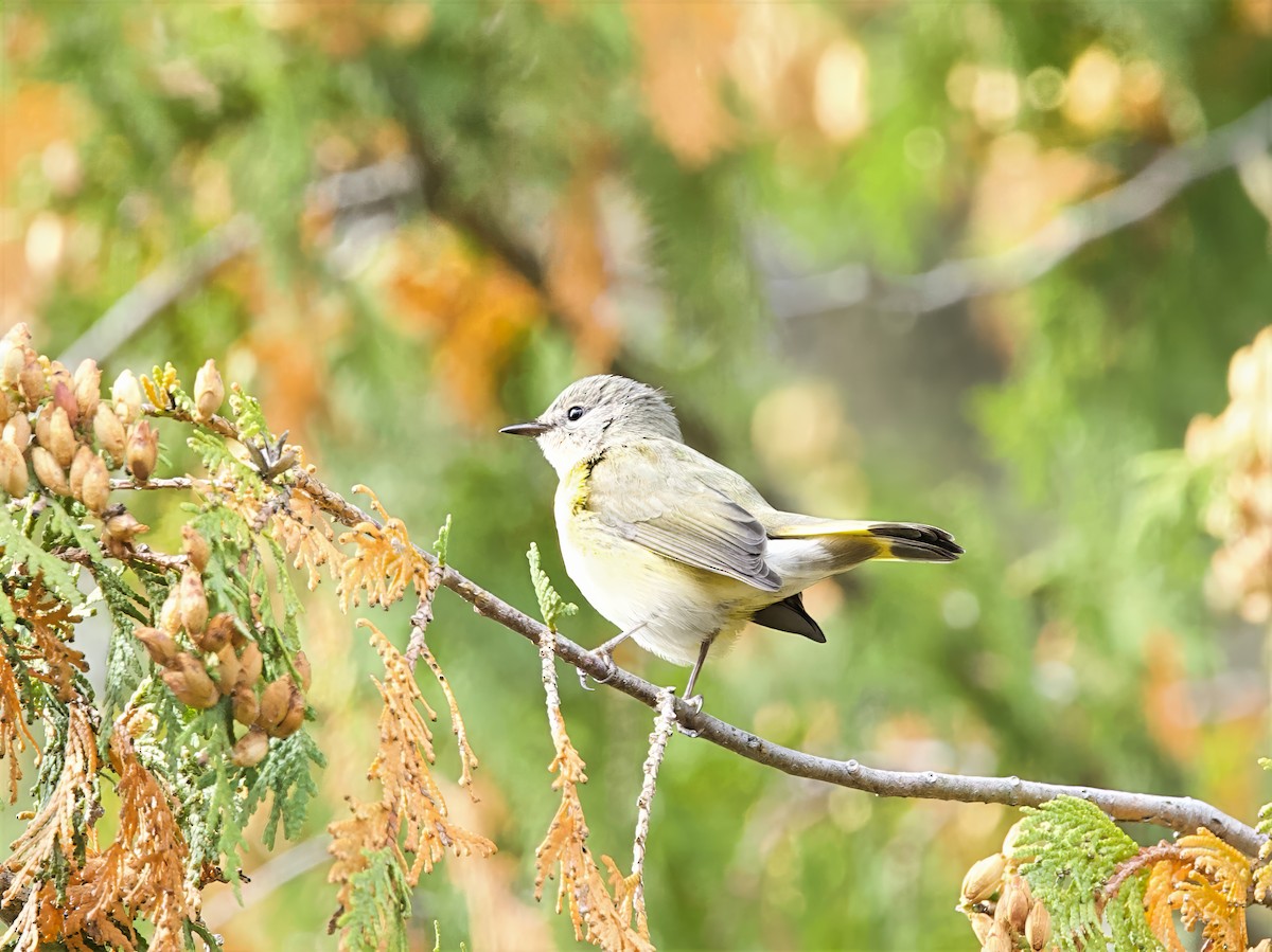 American Redstart - ML642121453