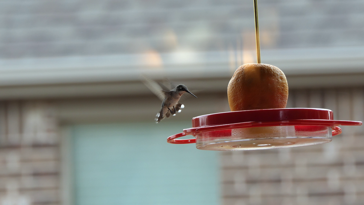 Ruby-throated Hummingbird - ML642121454