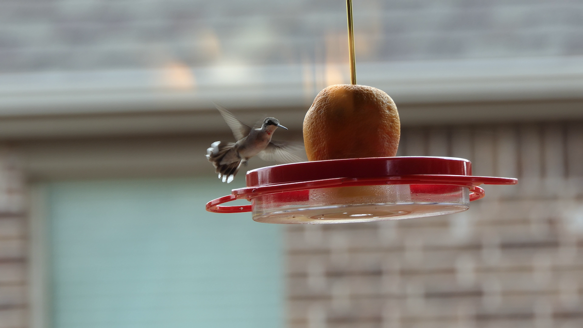 Ruby-throated Hummingbird - ML642121455
