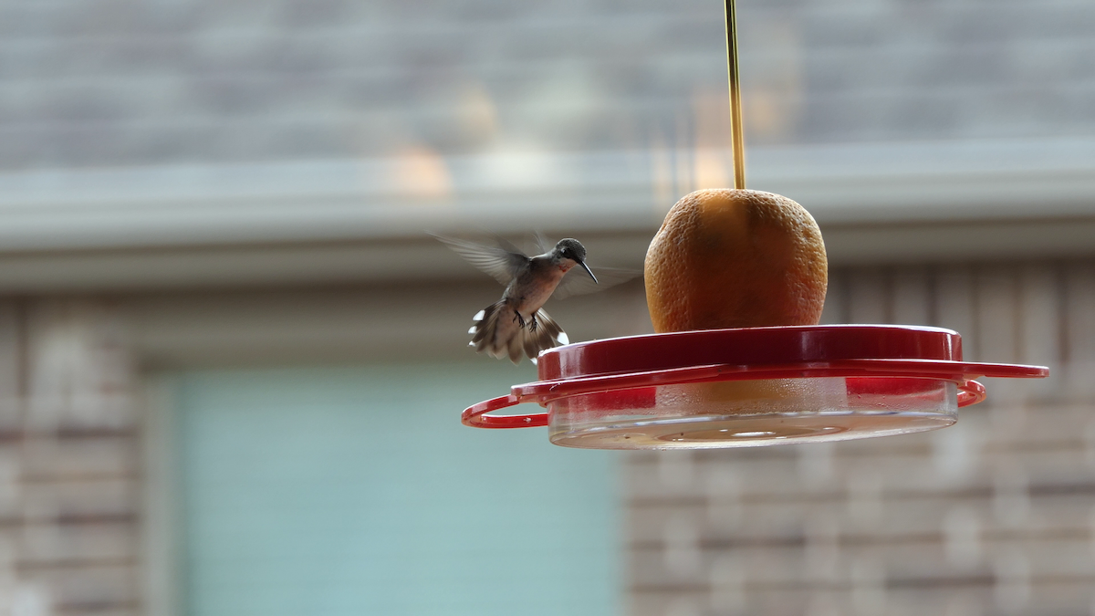 Ruby-throated Hummingbird - ML642121456