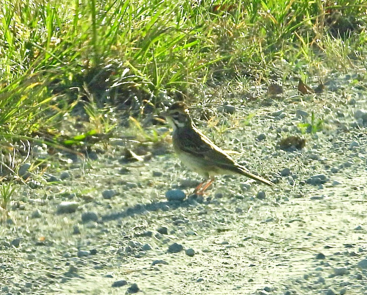 Lark Sparrow - ML642121458