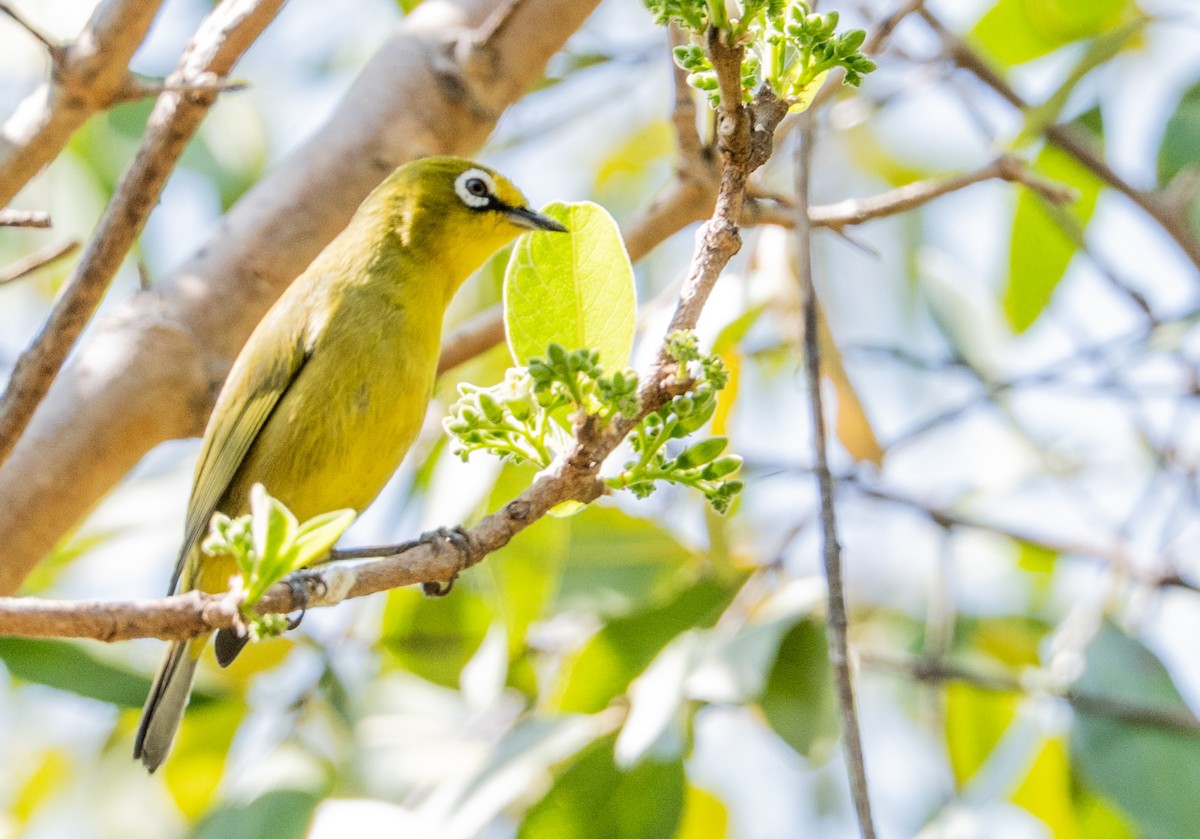 Cape White-eye - ML642121459