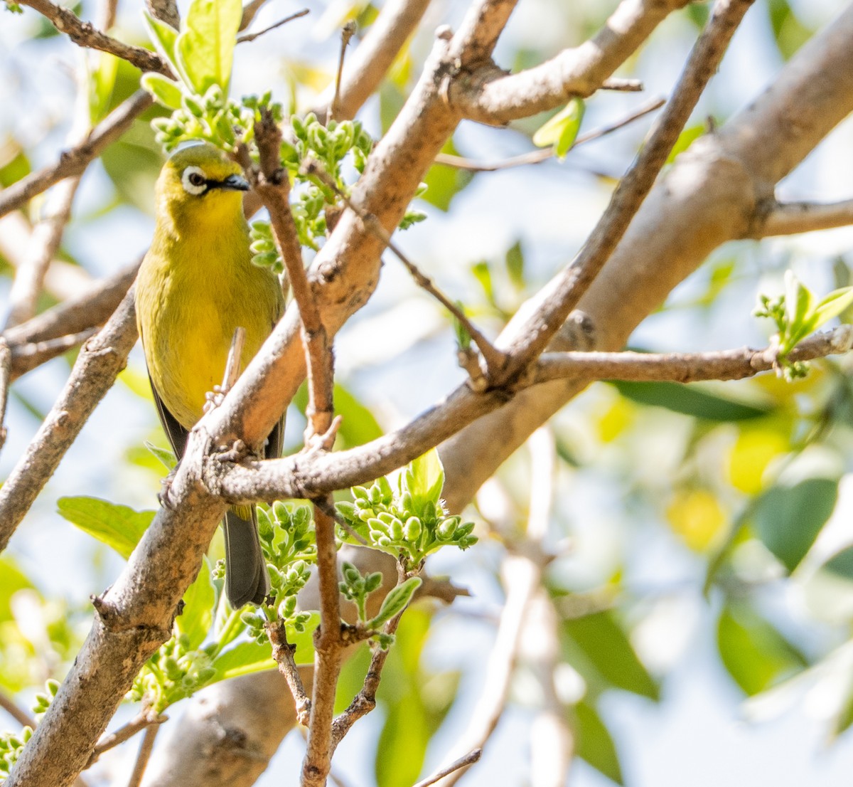 Cape White-eye - ML642121460