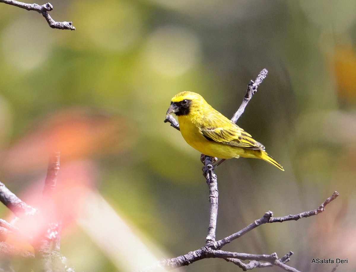 Black-faced Canary - ML642121461