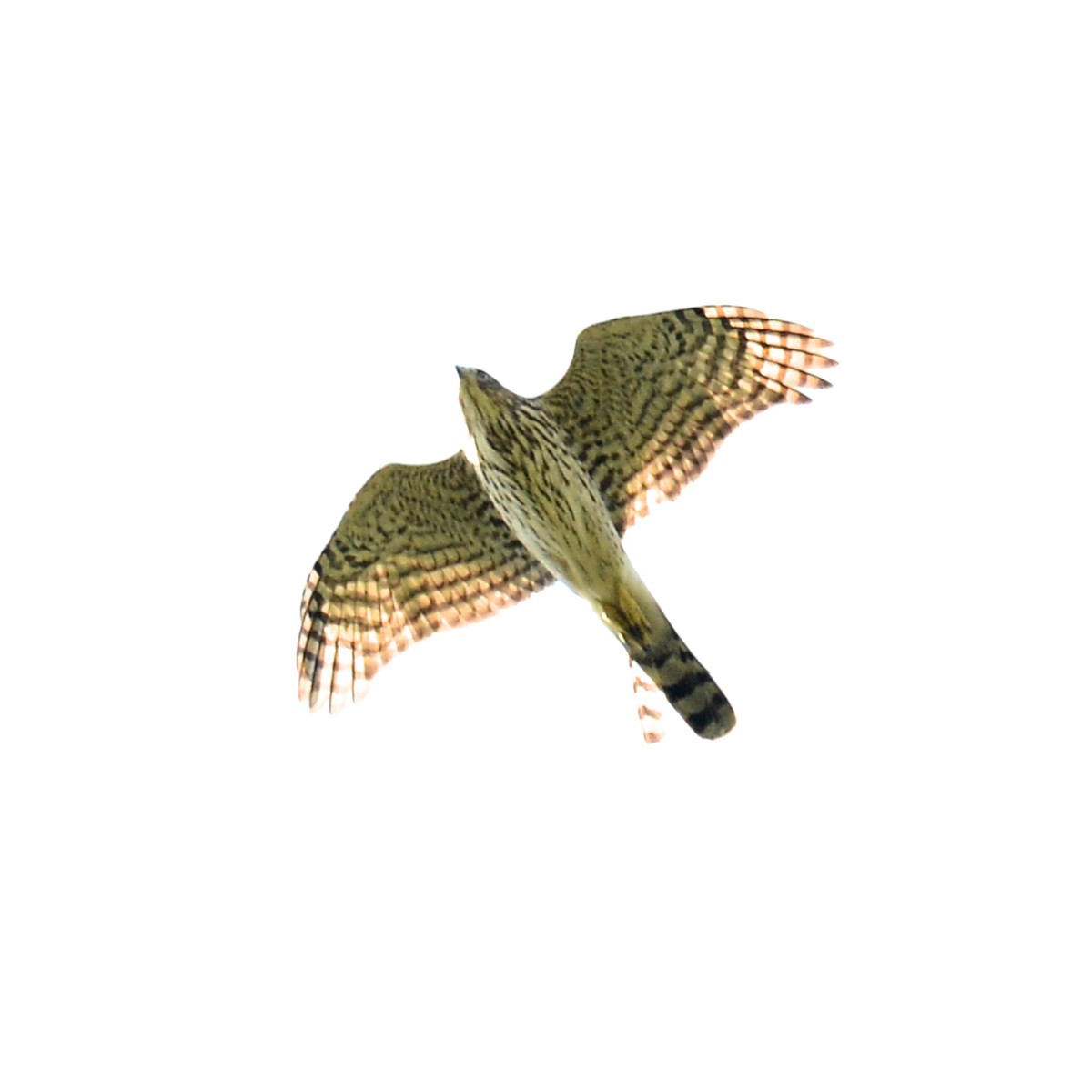 Cooper's Hawk - ML642121462