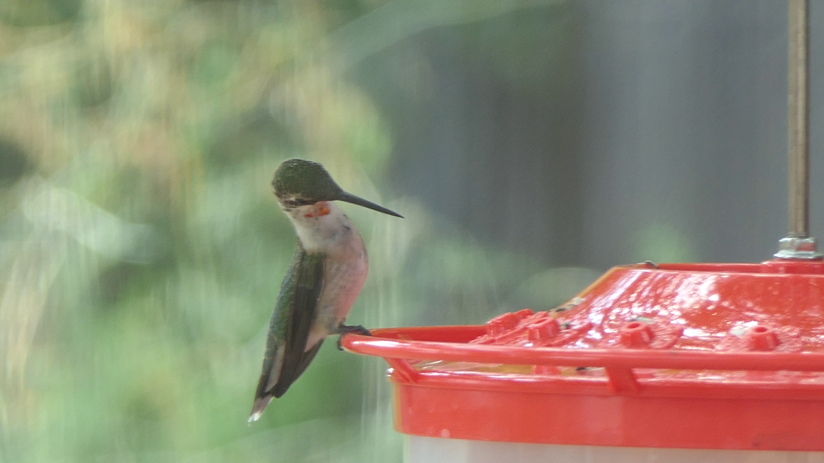 Ruby-throated Hummingbird - ML642121465