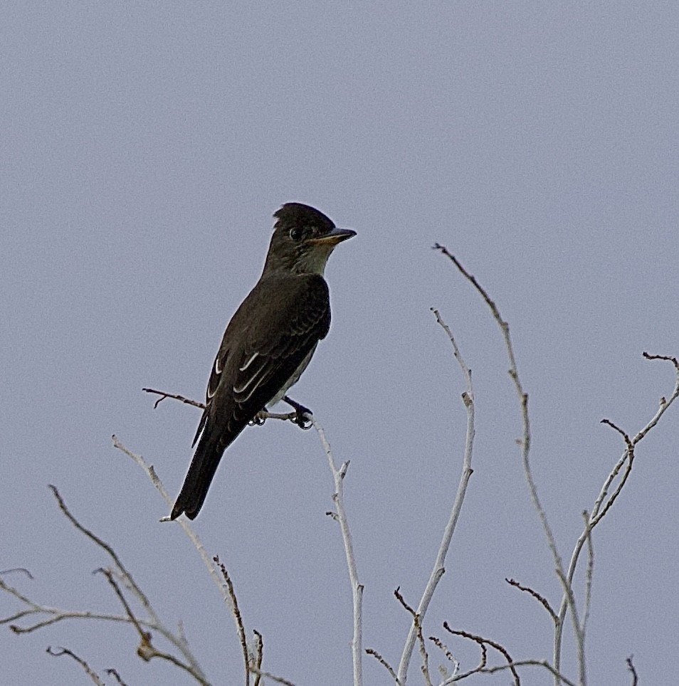 Olive-sided Flycatcher - ML642121473