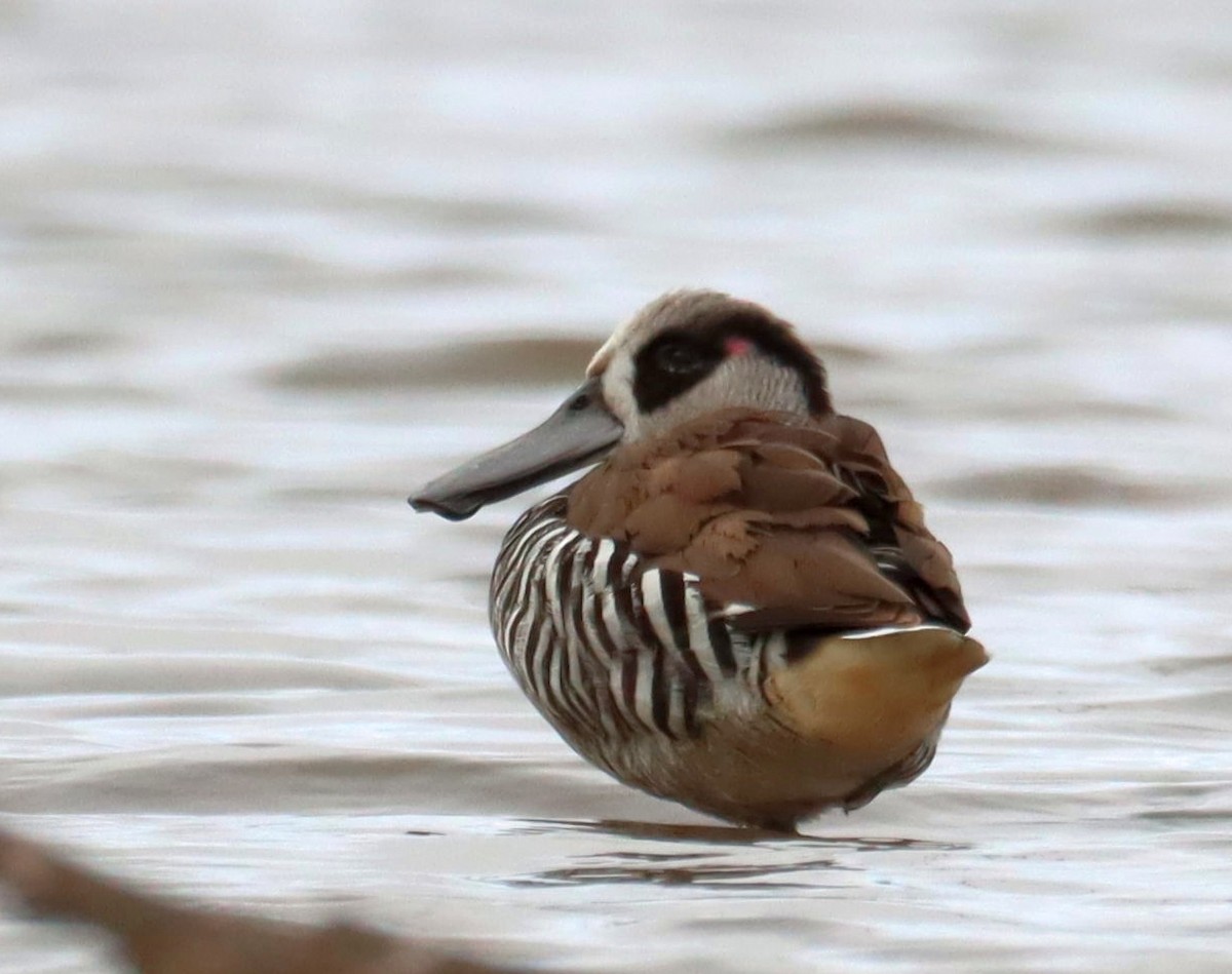 Pink-eared Duck - ML642121474