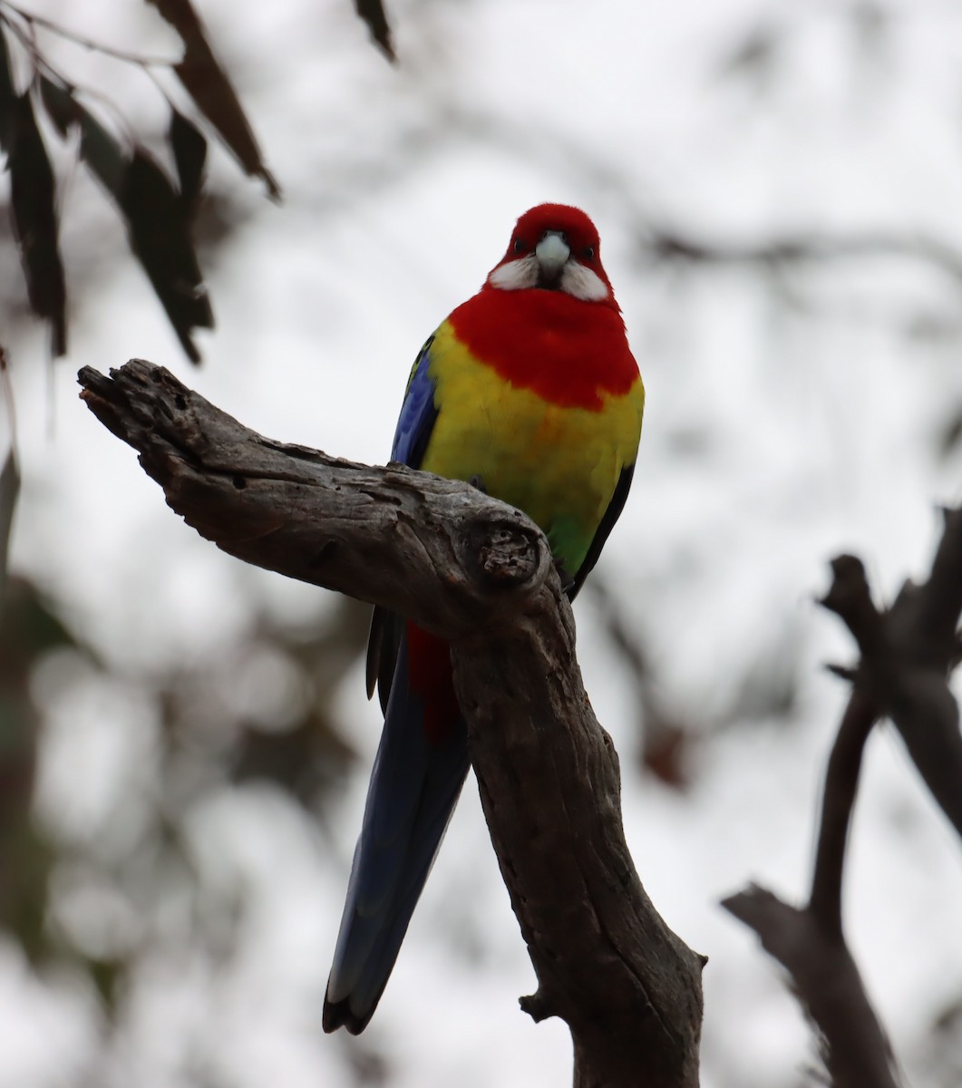 Eastern Rosella - ML642121481