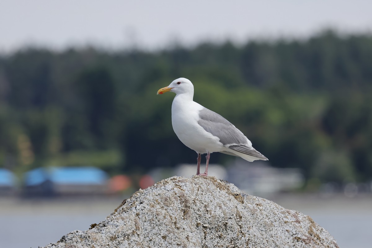 Glaucous-winged Gull - ML642121483