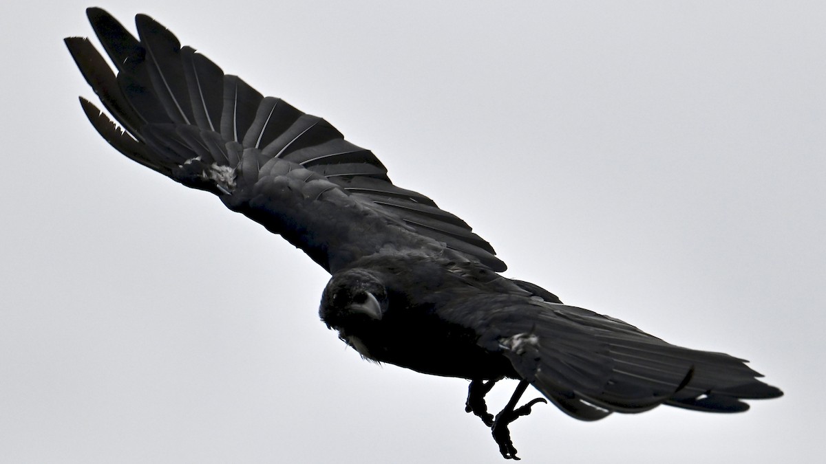 Fish Crow - ML642121486