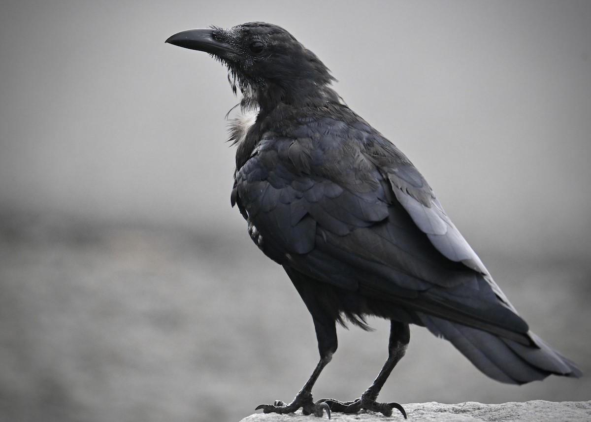 Fish Crow - ML642121487