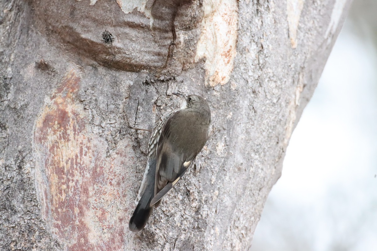 White-throated Treecreeper - ML642121489