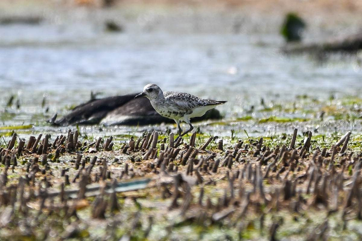 Black-bellied Plover - ML642121496