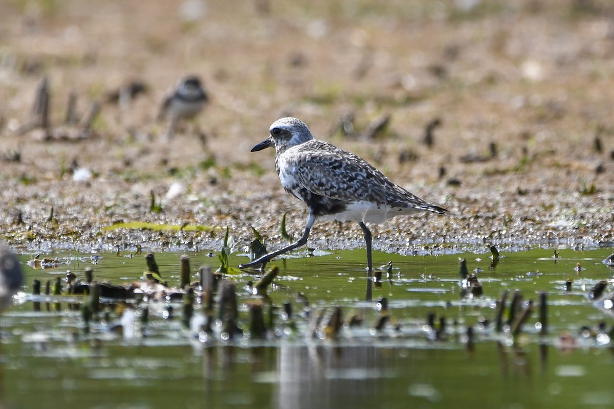 Black-bellied Plover - ML642121497