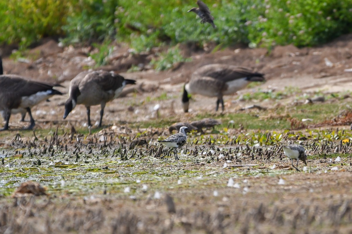 Black-bellied Plover - ML642121501