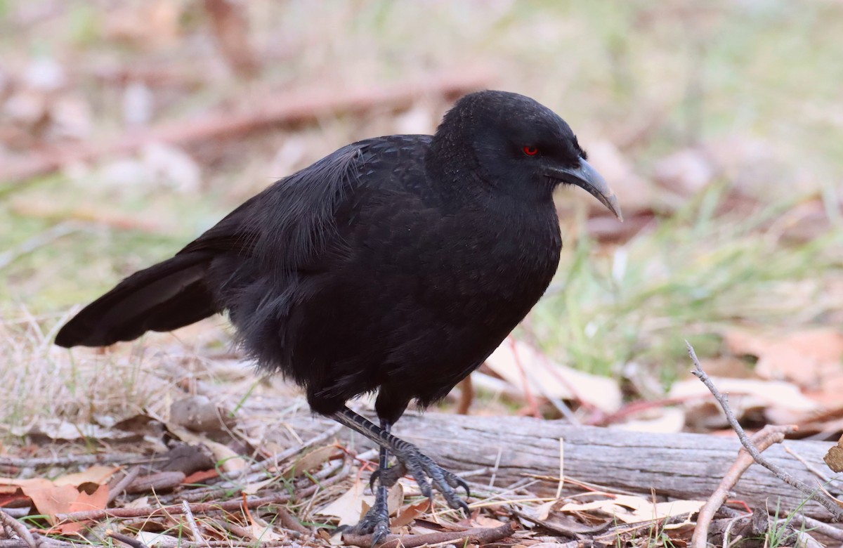 White-winged Chough - ML642121503