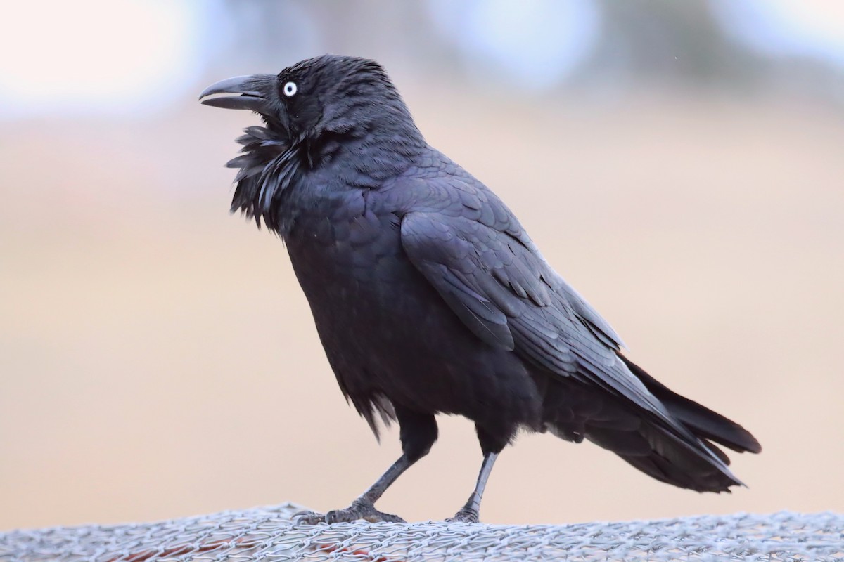 Australian Raven - ML642121508