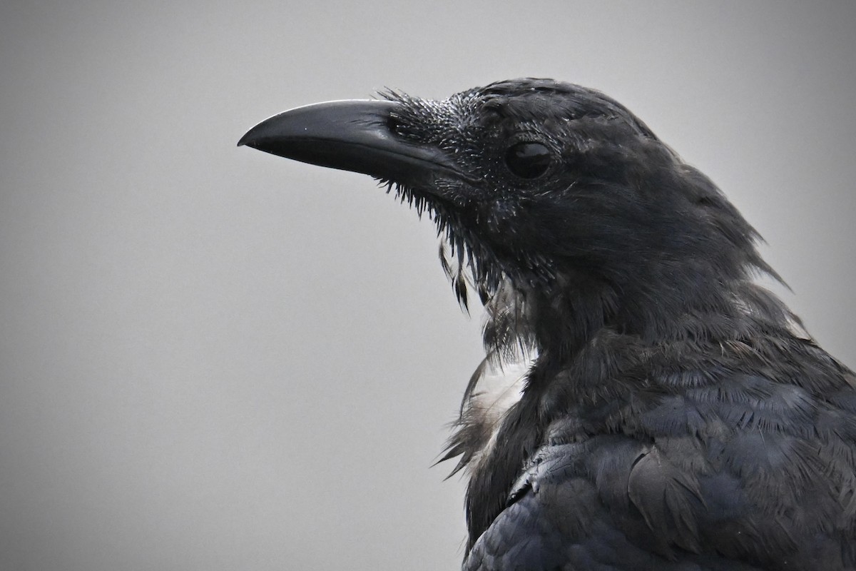 Fish Crow - ML642121521