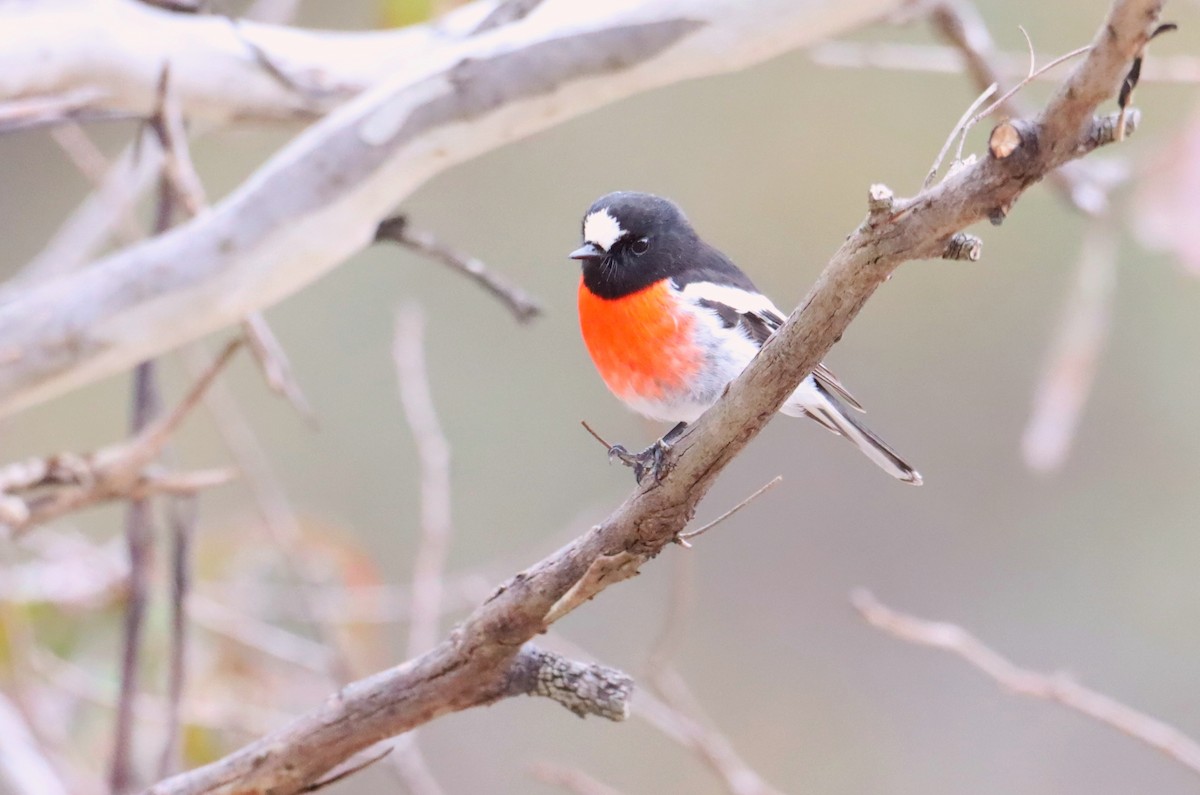Scarlet Robin - ML642121522