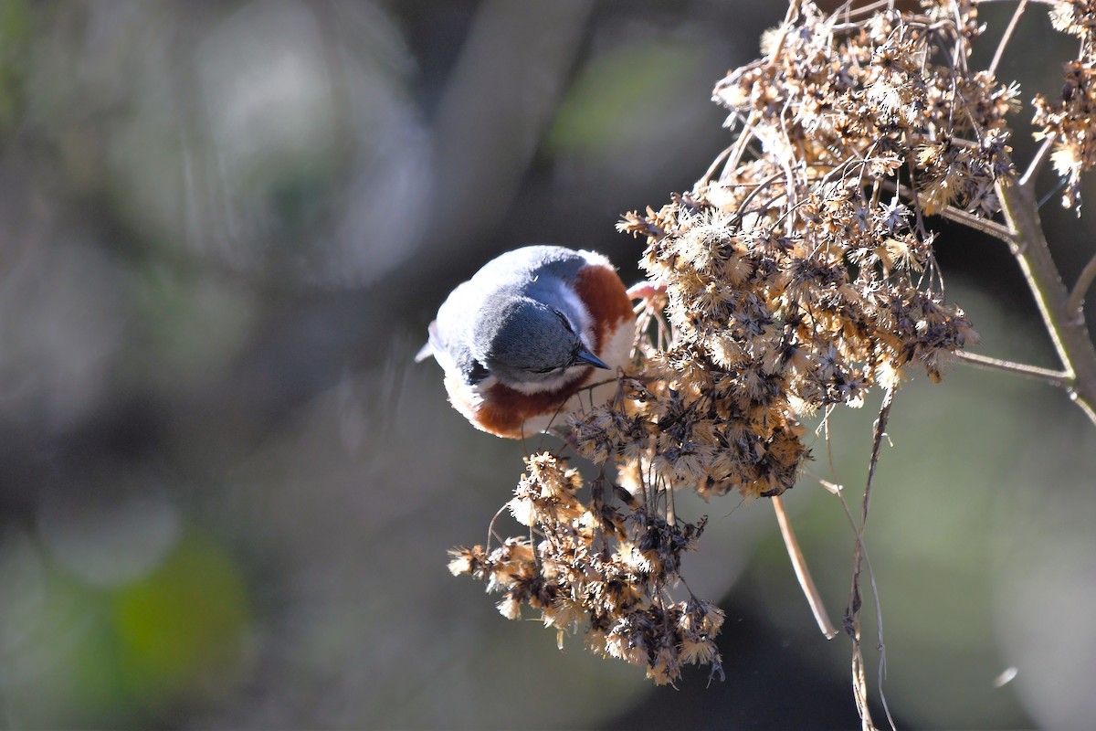 Bay-chested Warbling Finch - ML642121524