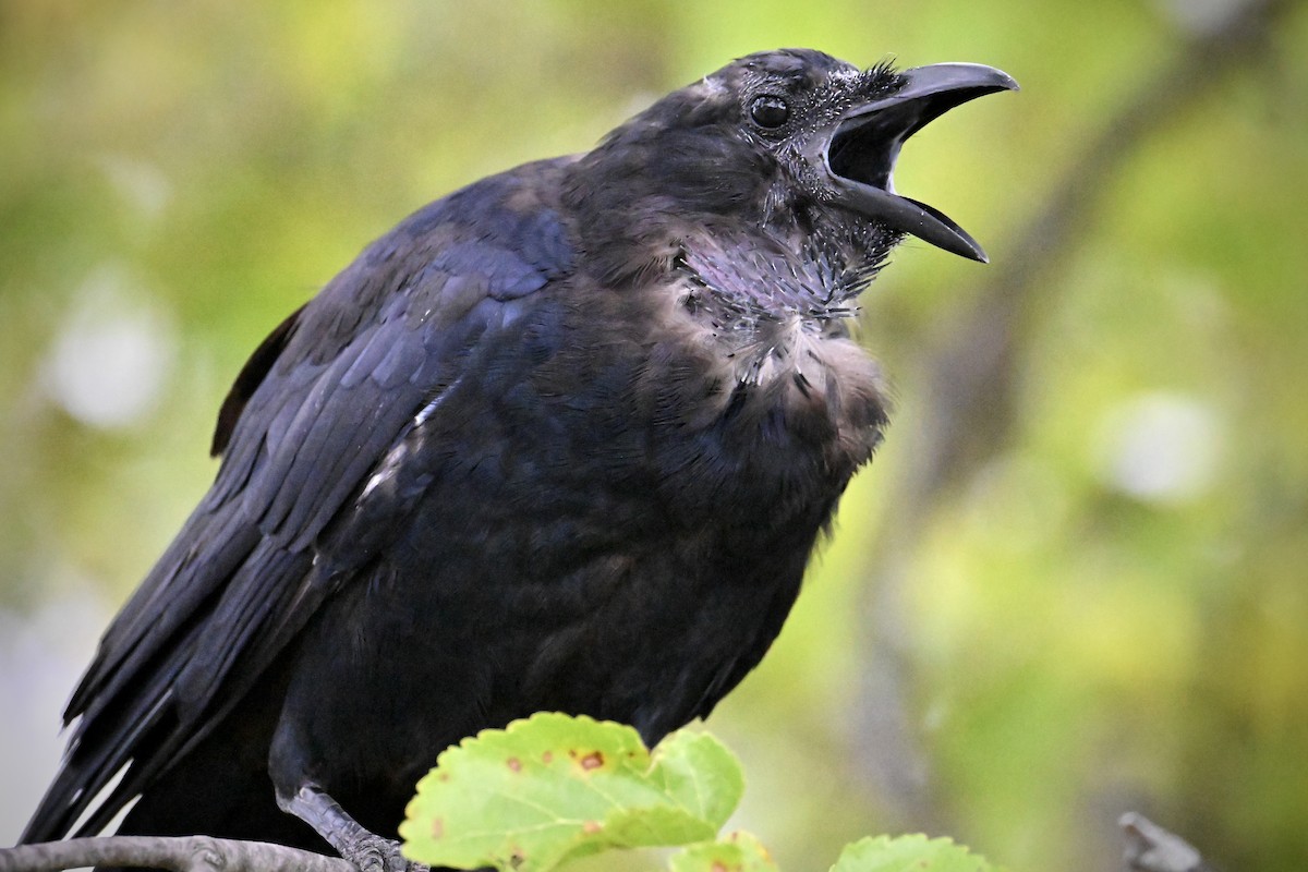 Fish Crow - ML642121525