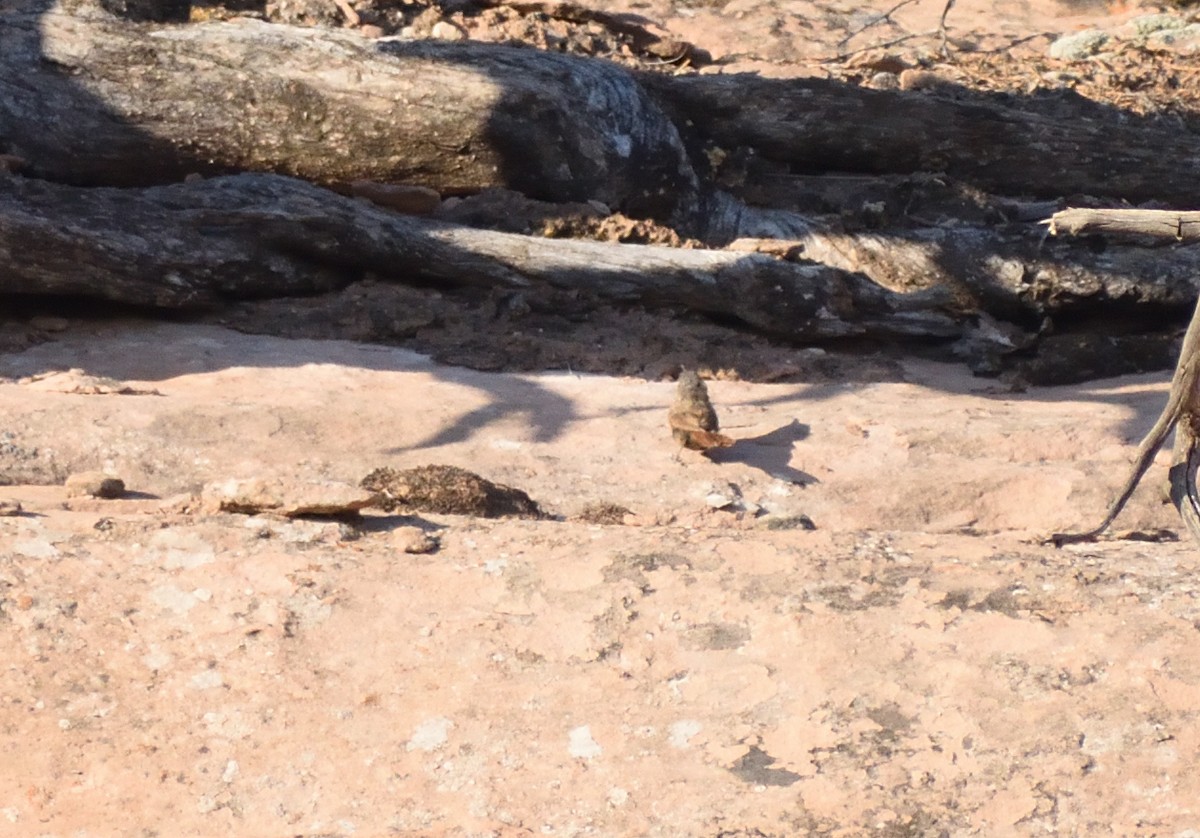 Canyon Wren - ML642121528