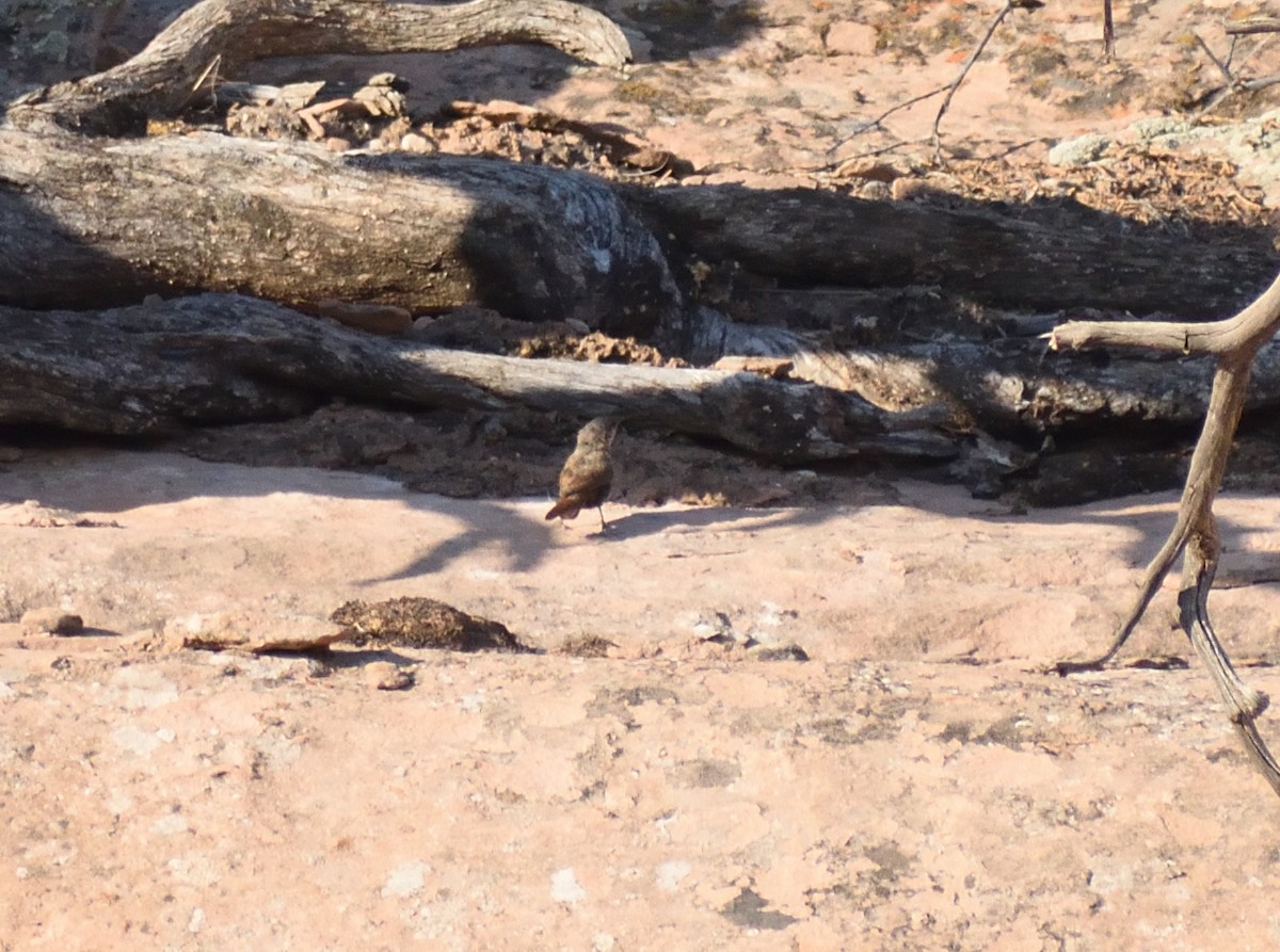 Canyon Wren - ML642121529