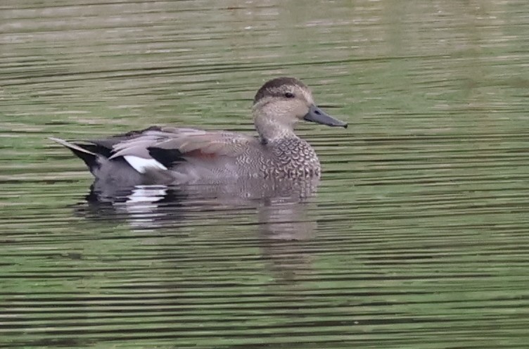 Gadwall - ML642121538