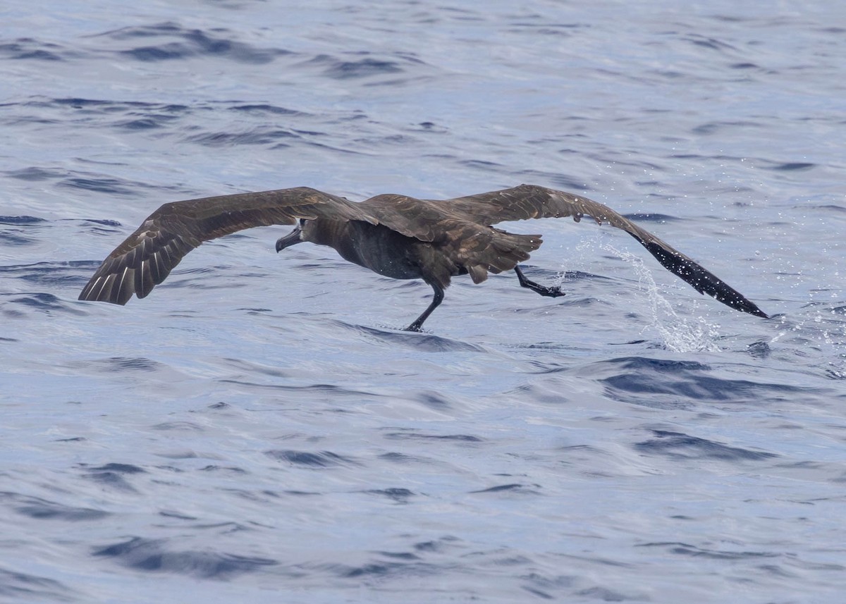 Black-footed Albatross - ML642121546
