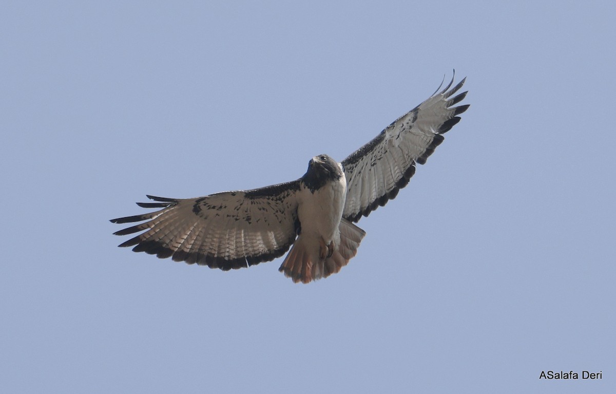 Augur Buzzard (Augur) - ML642121551
