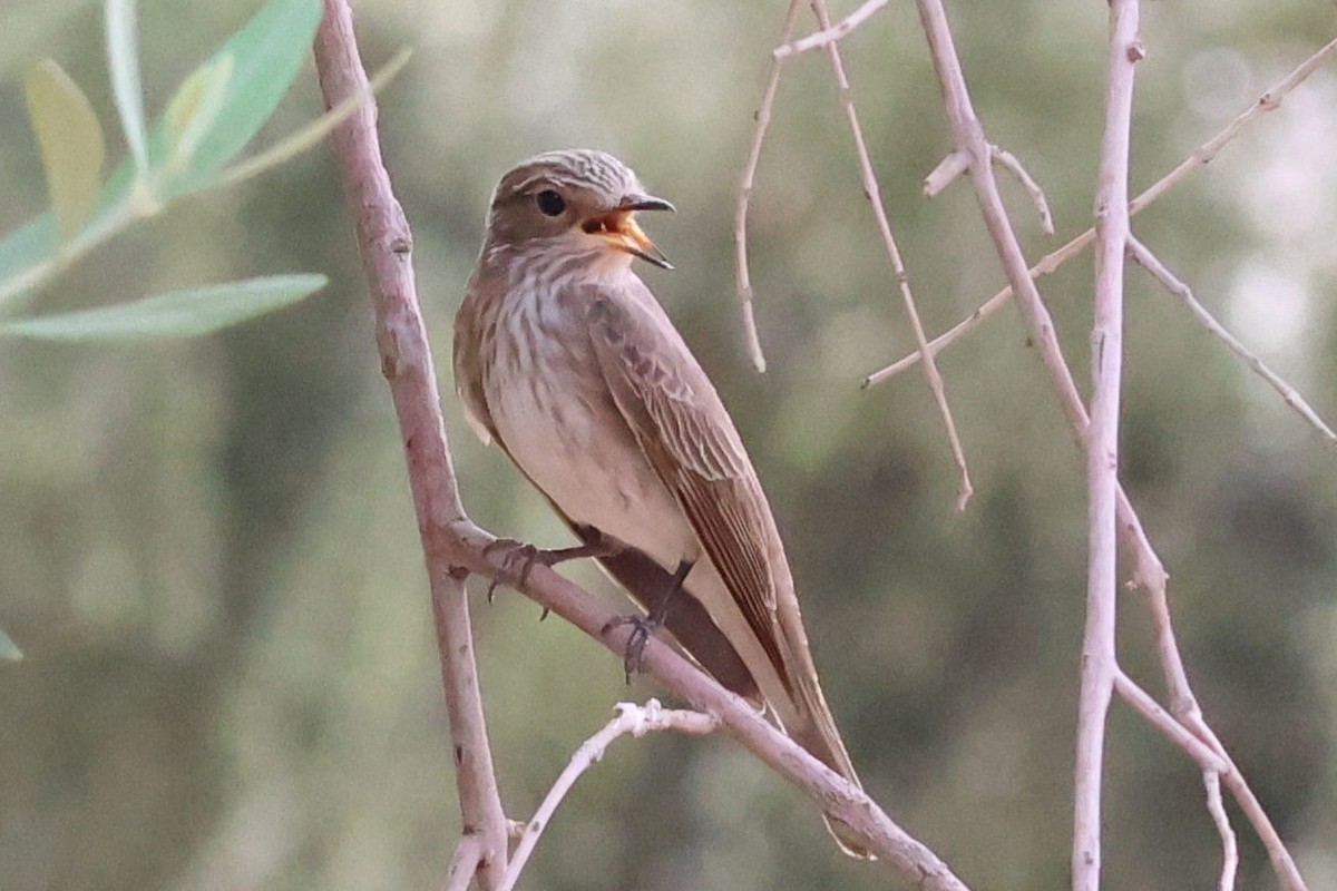 Spotted Flycatcher - ML642121552