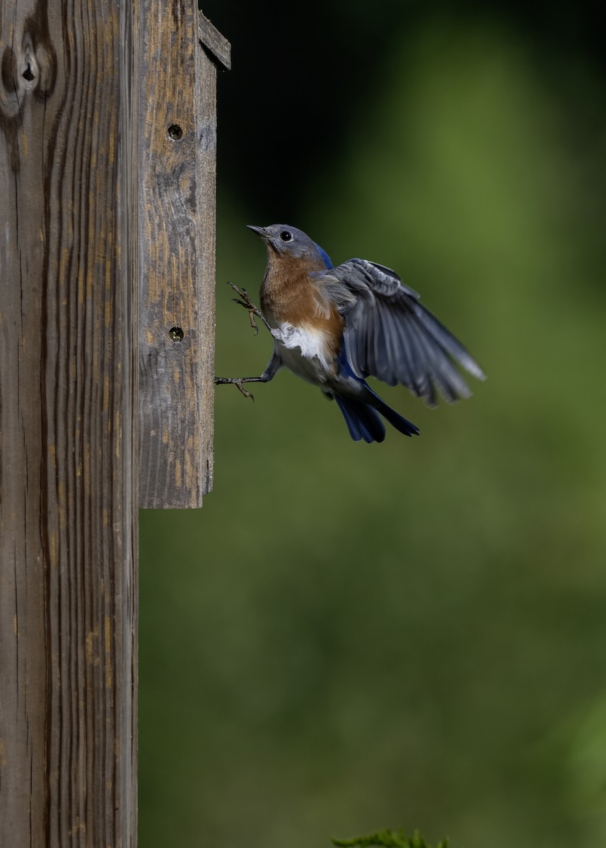 Eastern Bluebird - ML642121554