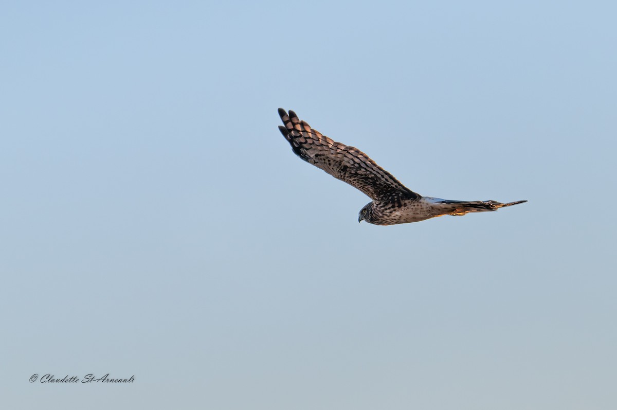 Northern Harrier - ML642121557