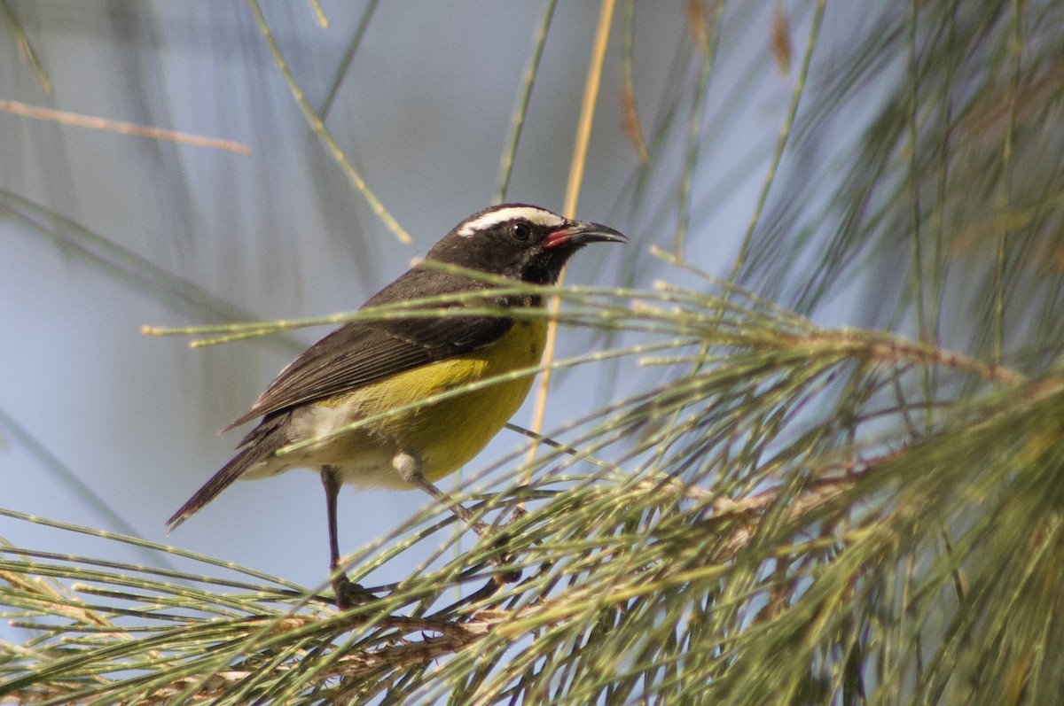 Sucrier à ventre jaune - ML642121564