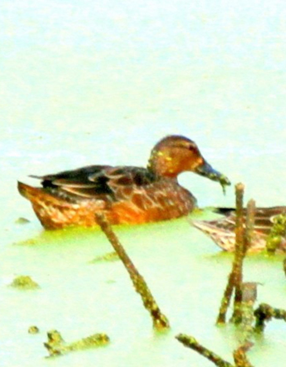 Cinnamon Teal - ML642121573