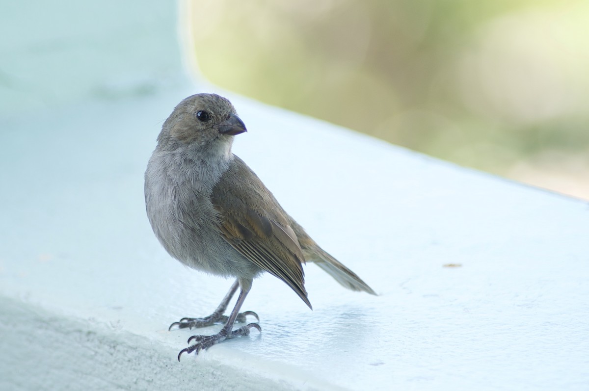 Barbados Bullfinch - ML642121578