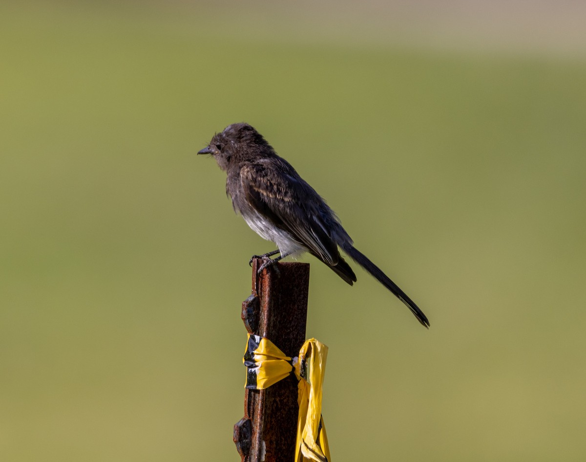 Black Phoebe - ML642121579