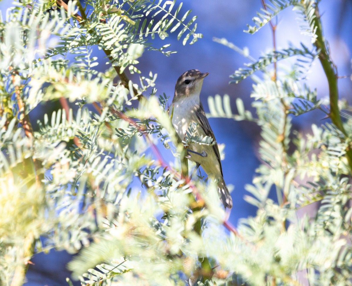 Warbling Vireo - ML642121584