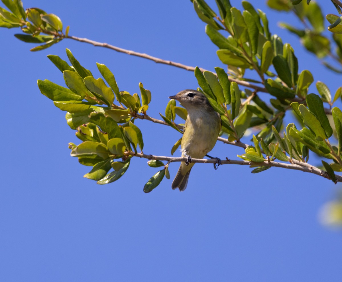 Warbling Vireo - ML642121594