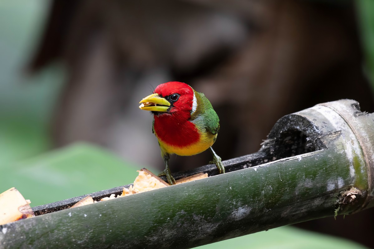 Red-headed Barbet - ML642121609