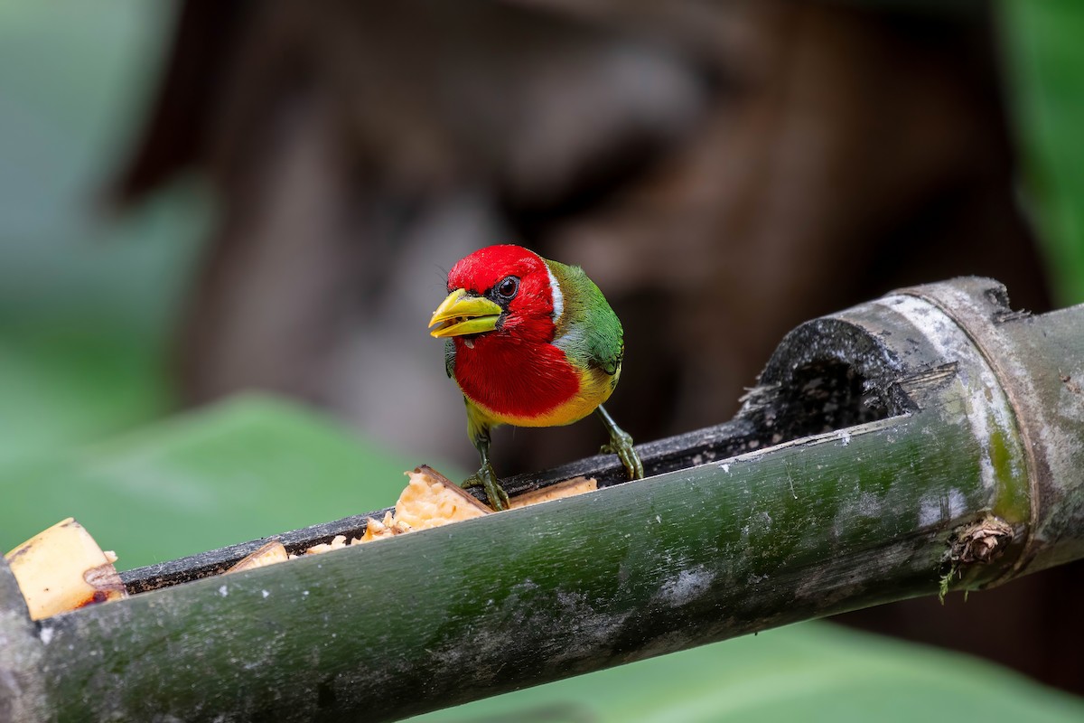 Red-headed Barbet - ML642121610