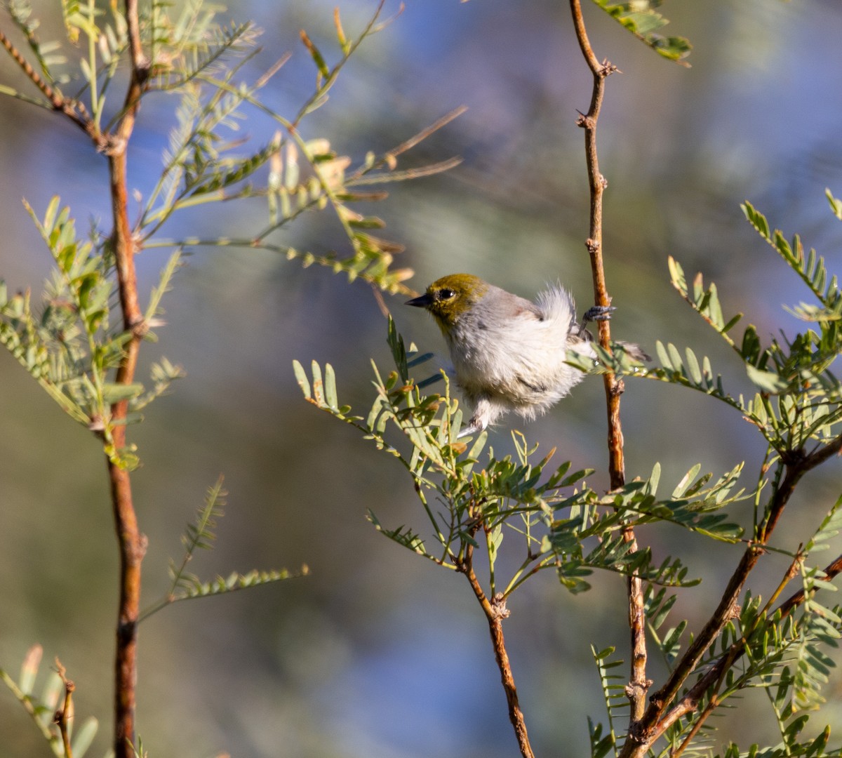 Verdin - ML642121611