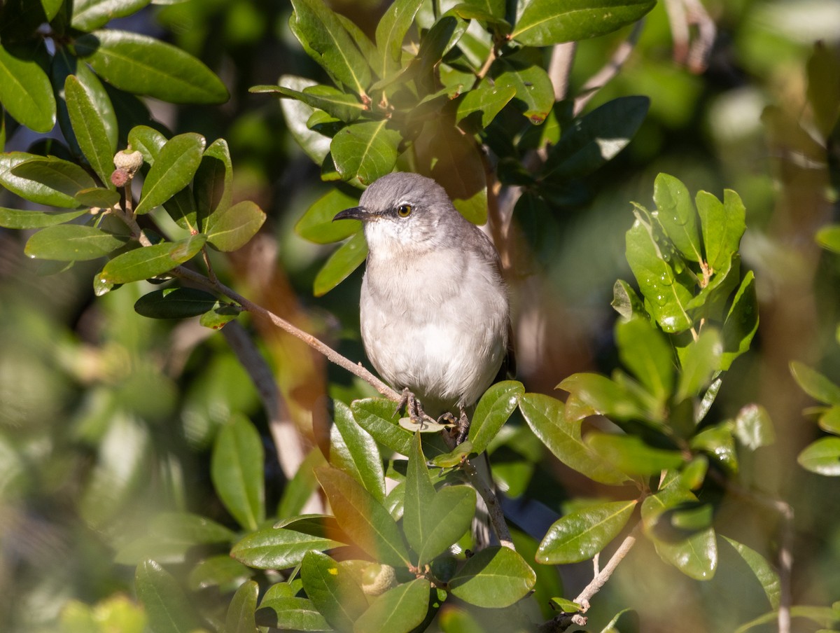 Northern Mockingbird - ML642121614