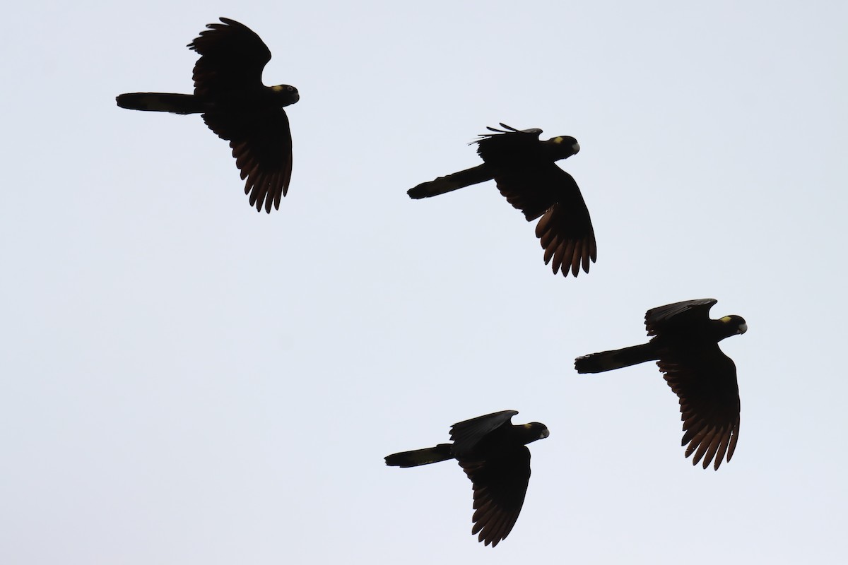 Yellow-tailed Black-Cockatoo - ML642121615