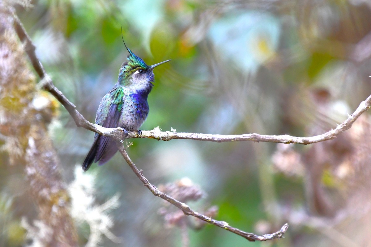 Green-crowned Plovercrest - ML642121617