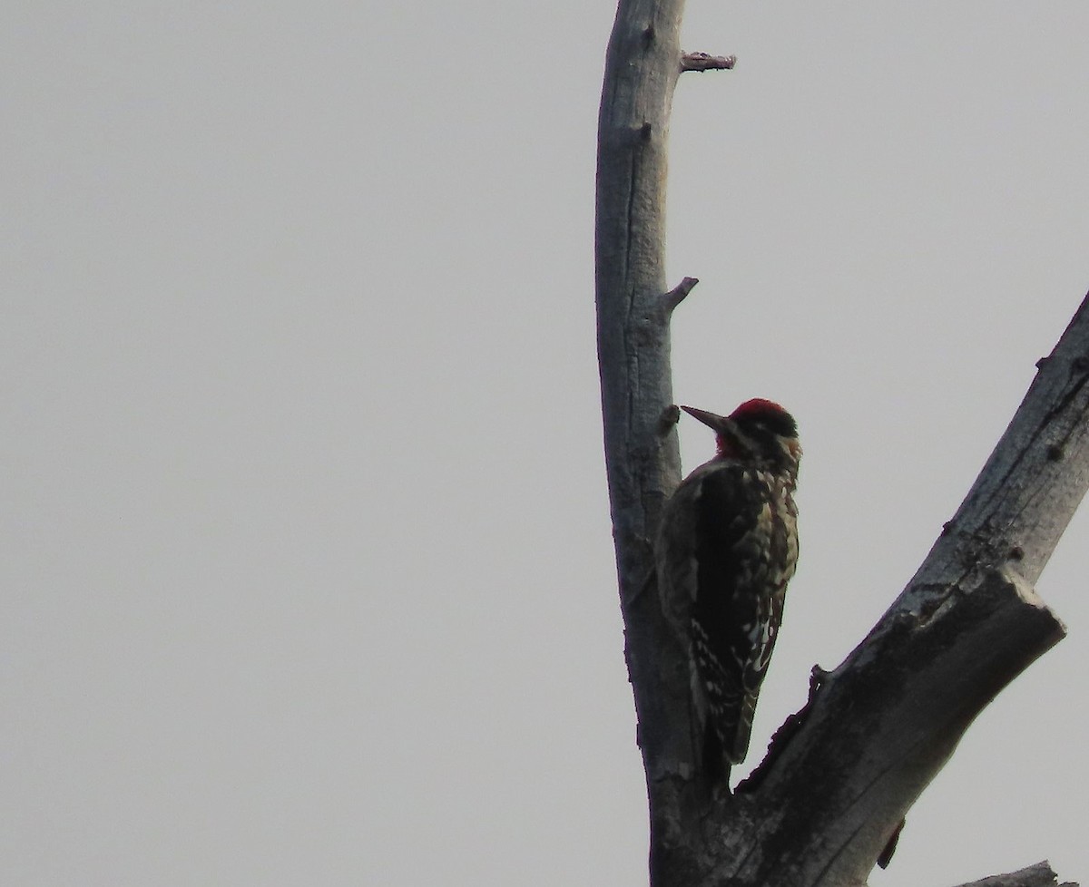 Red-naped Sapsucker - ML642121620