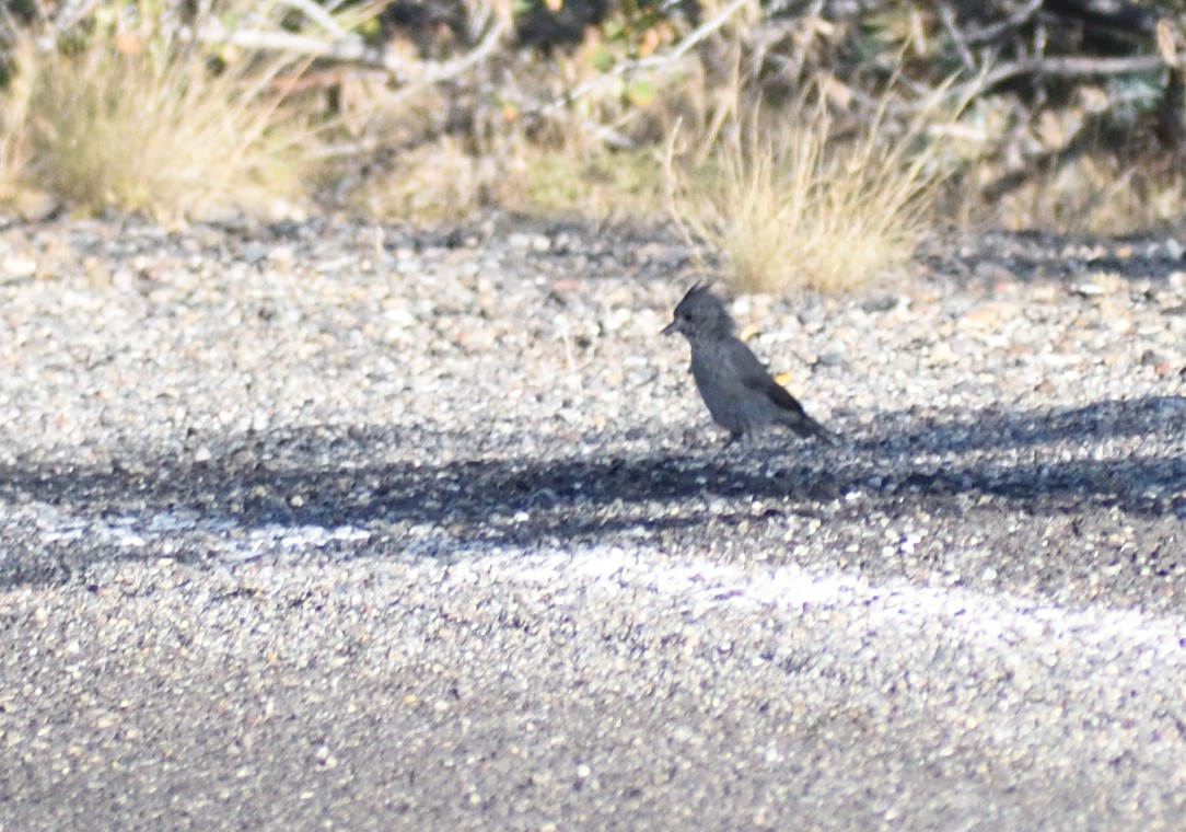 Juniper Titmouse - ML642121621